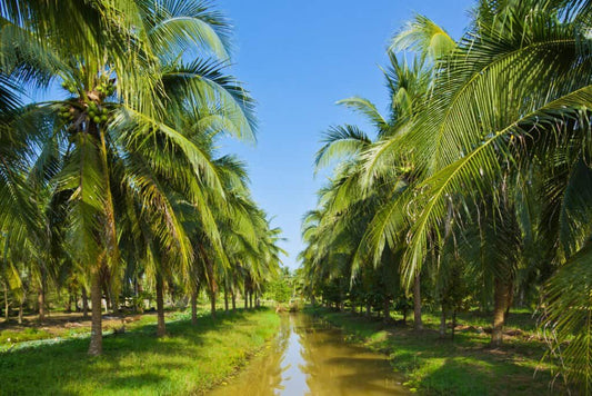 Benefits of Coconut Oil on Skin