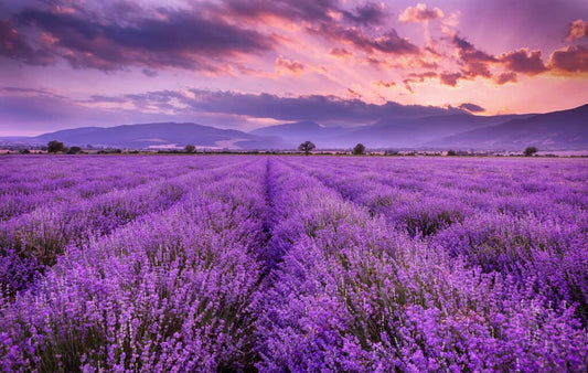 Lavender Essential Oil: A Bouquet of Benefits for Skin Health