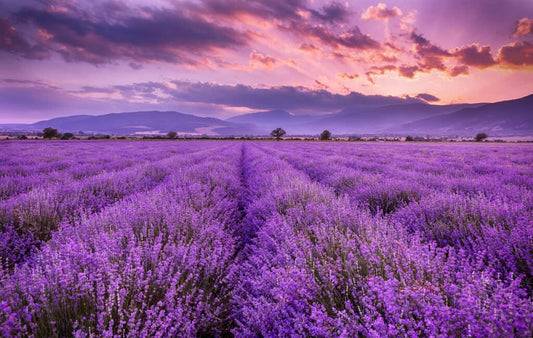 Lavender Oil Benefits for Skin