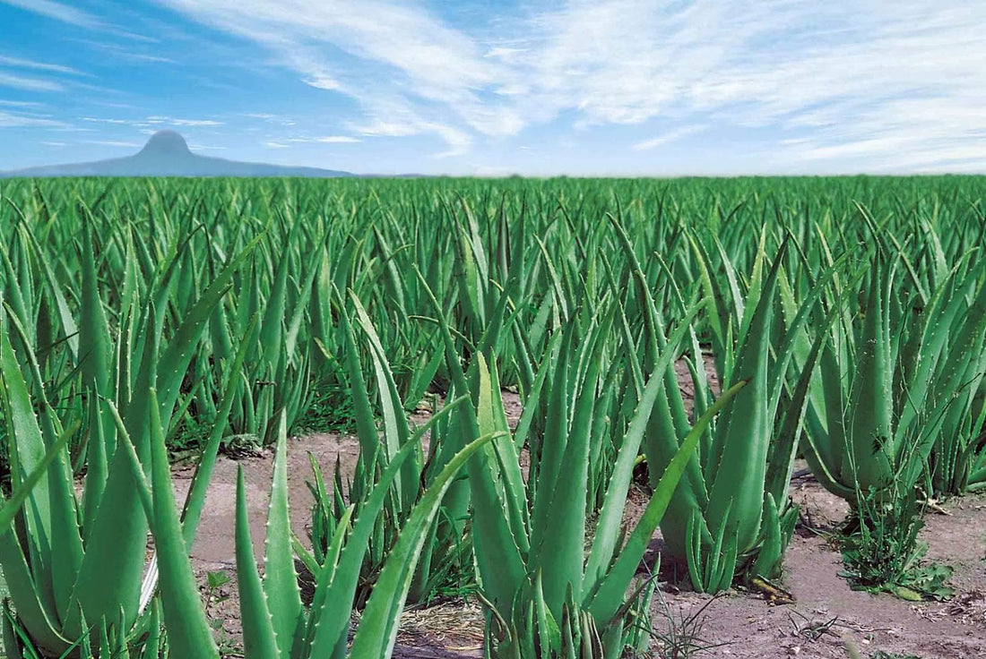 Health Benefits of Ingesting Aloe Vera